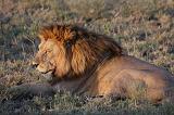 TANZANIA - Serengeti National Park - Leoni Lions - 68